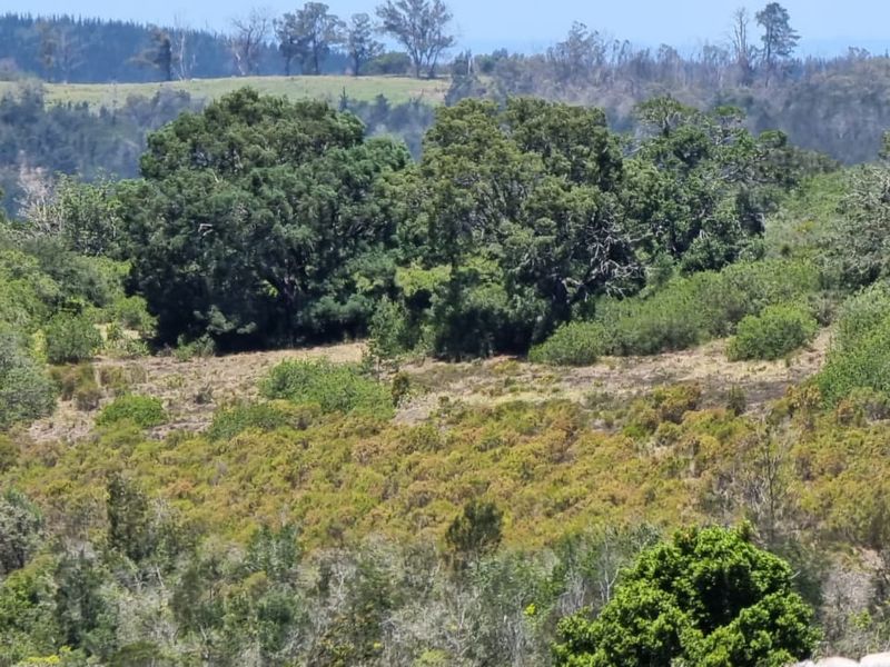 64 ha of natural environment on the Karatara River with some cleared areas on the plato at the top of the property - Photo 6
