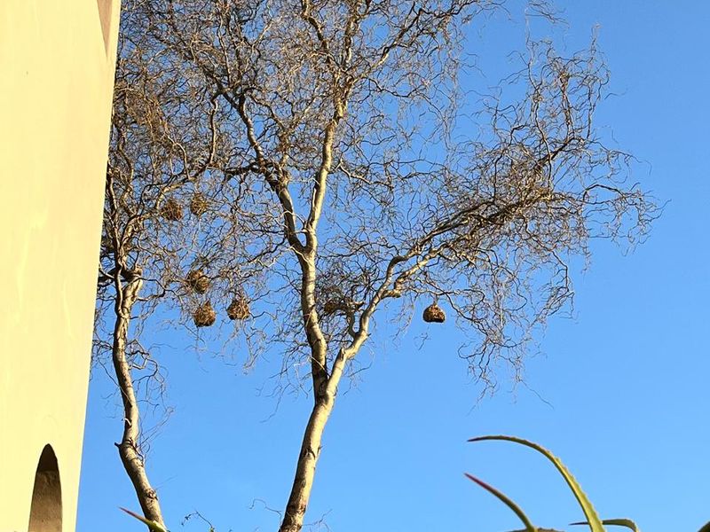 Three Bedroom Ground Floor Apartment - Photo 7