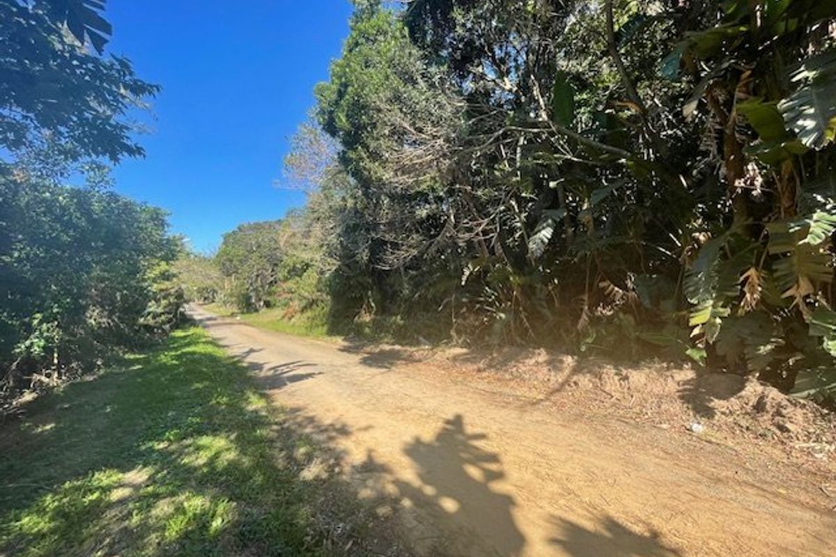 A view of an unpaved access road bordered by dense natural vegetation and trees on a vacant residential plot.