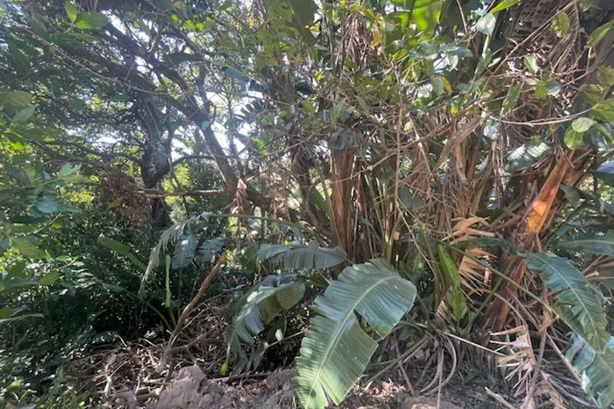 A view of a densely vegetated garden area featuring mature trees and tropical plants on the residential property.