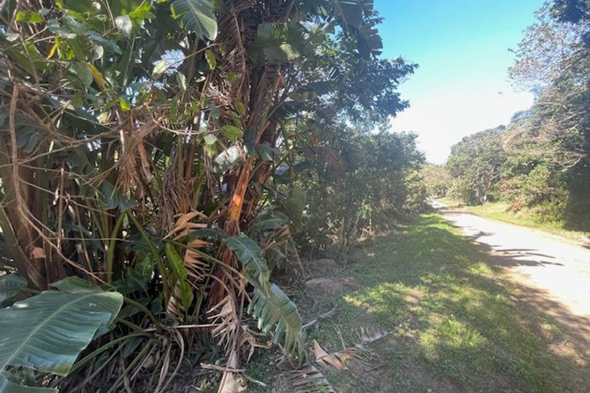 A view of an unpaved access road bordered by dense, mature vegetation on a vacant residential plot.