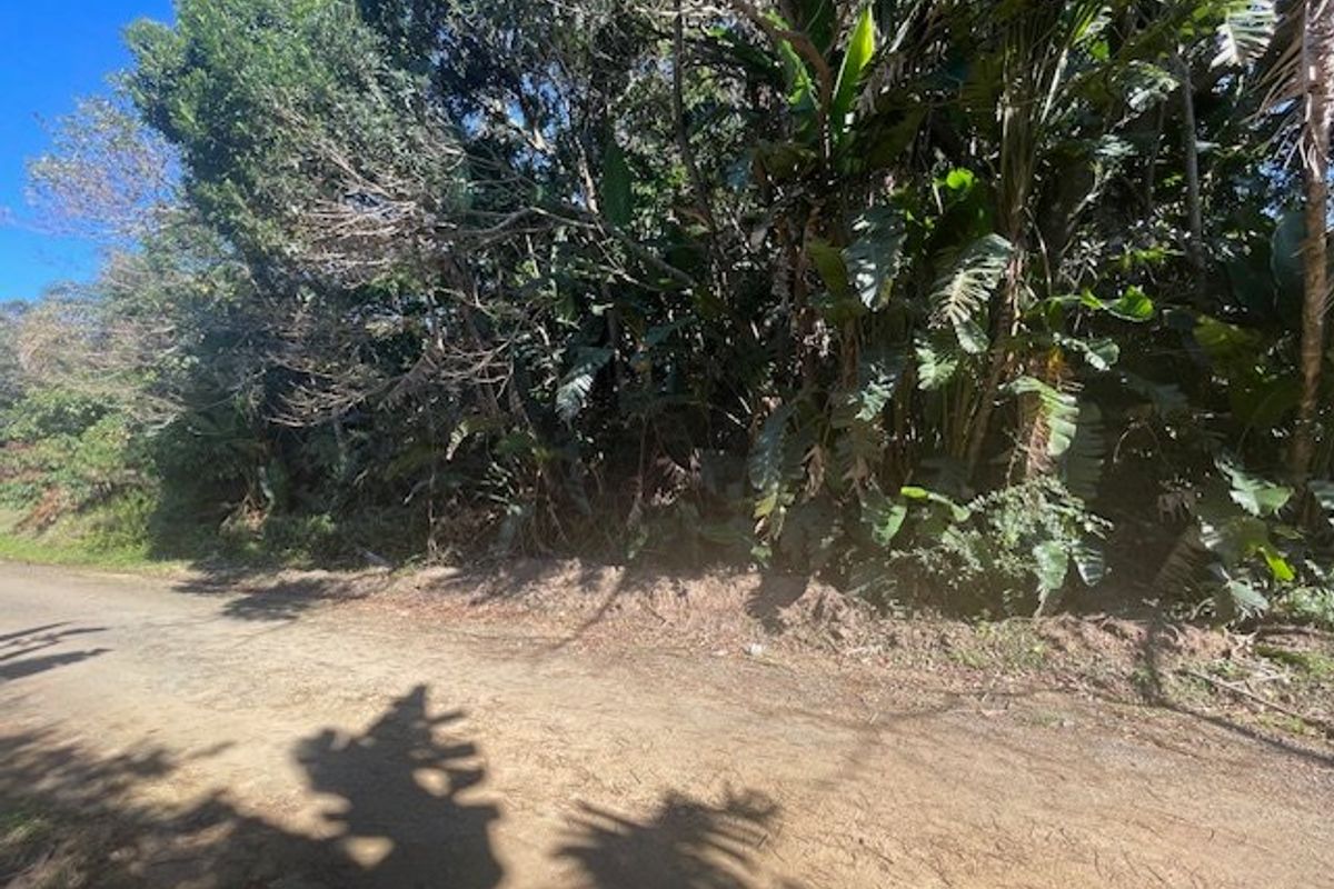 A view of the unpaved road frontage bordering a plot of land with dense, established vegetation.