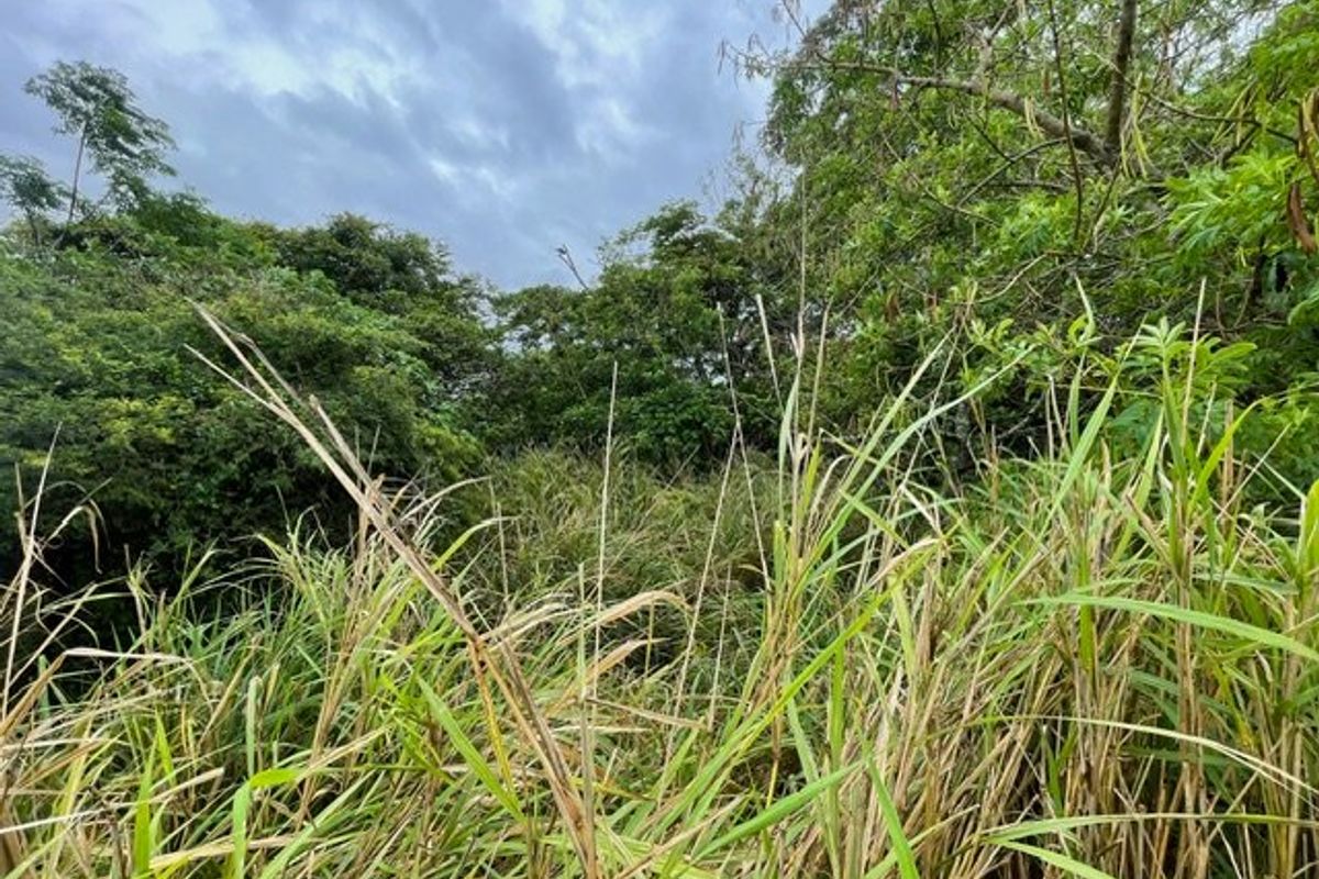 A view of the vacant residential land featuring dense, overgrown vegetation and mature trees.