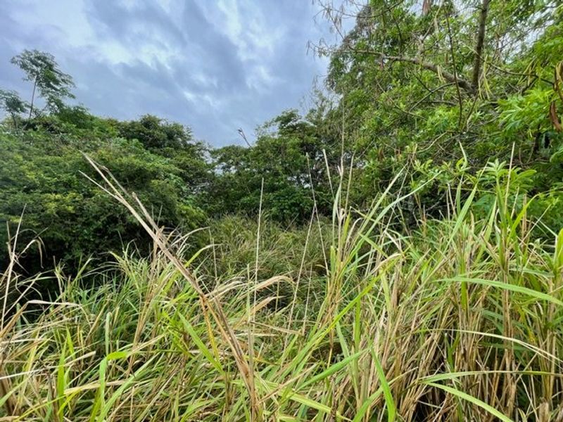 A view of the vacant residential land featuring dense, overgrown vegetation and mature trees.