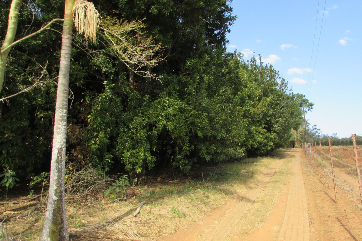 1.8HA FARM ON THE OUTSKIRTS OF WHITE RIVER - Photo 5