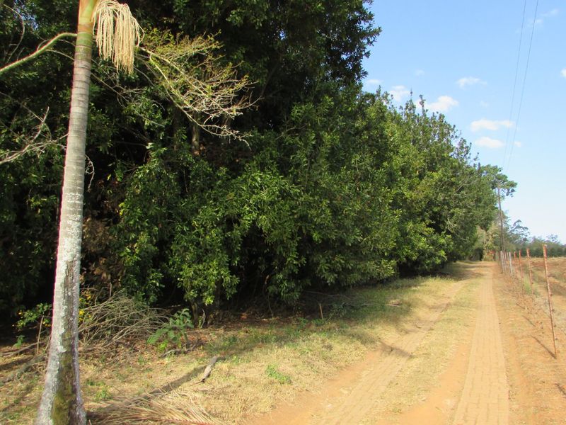 1.8HA FARM ON THE OUTSKIRTS OF WHITE RIVER - Photo 5