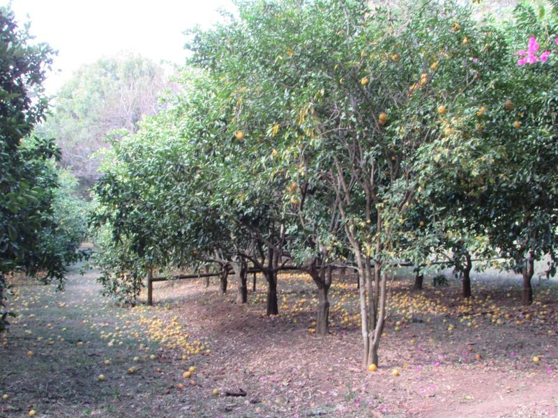 1.8HA FARM ON THE OUTSKIRTS OF WHITE RIVER - Photo 10