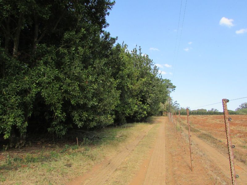 1.8HA FARM ON THE OUTSKIRTS OF WHITE RIVER - Photo 7