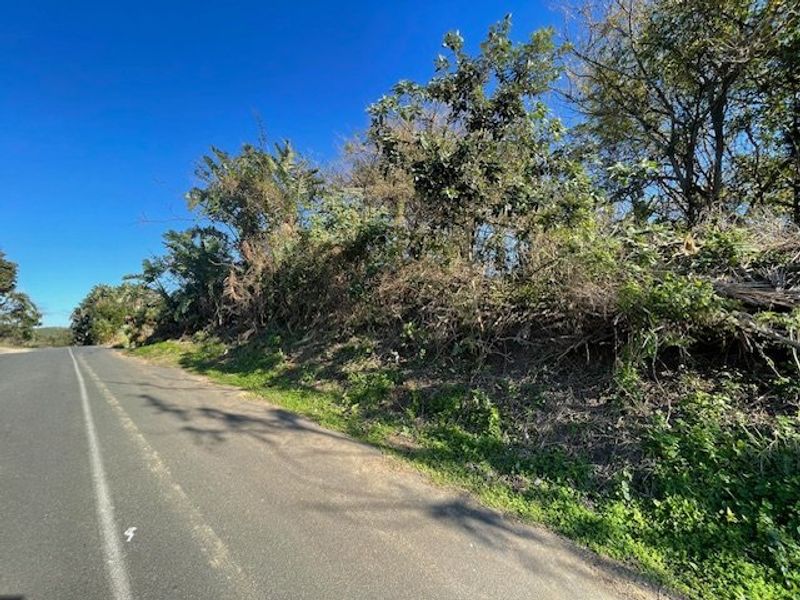 A view of the roadside boundary of the vacant residential land, featuring natural vegetation and established trees along the property edge.