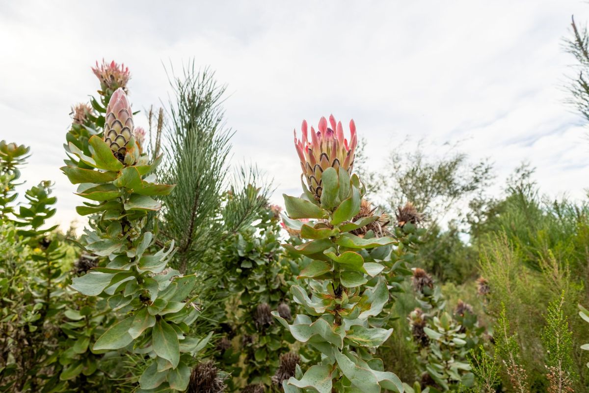 Country Escape near Plettenberg Bay - Photo 3
