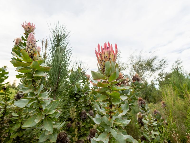 Country Escape near Plettenberg Bay - Photo 3