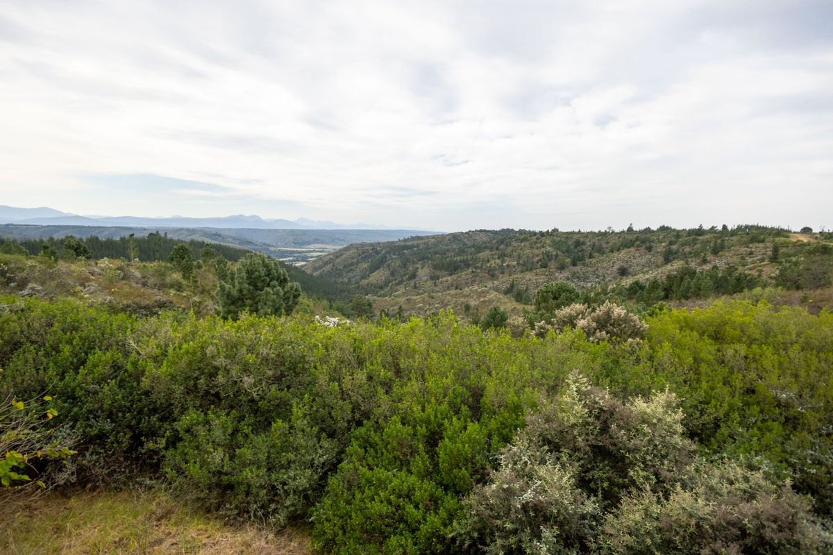 Country Escape near Plettenberg Bay - Photo 4