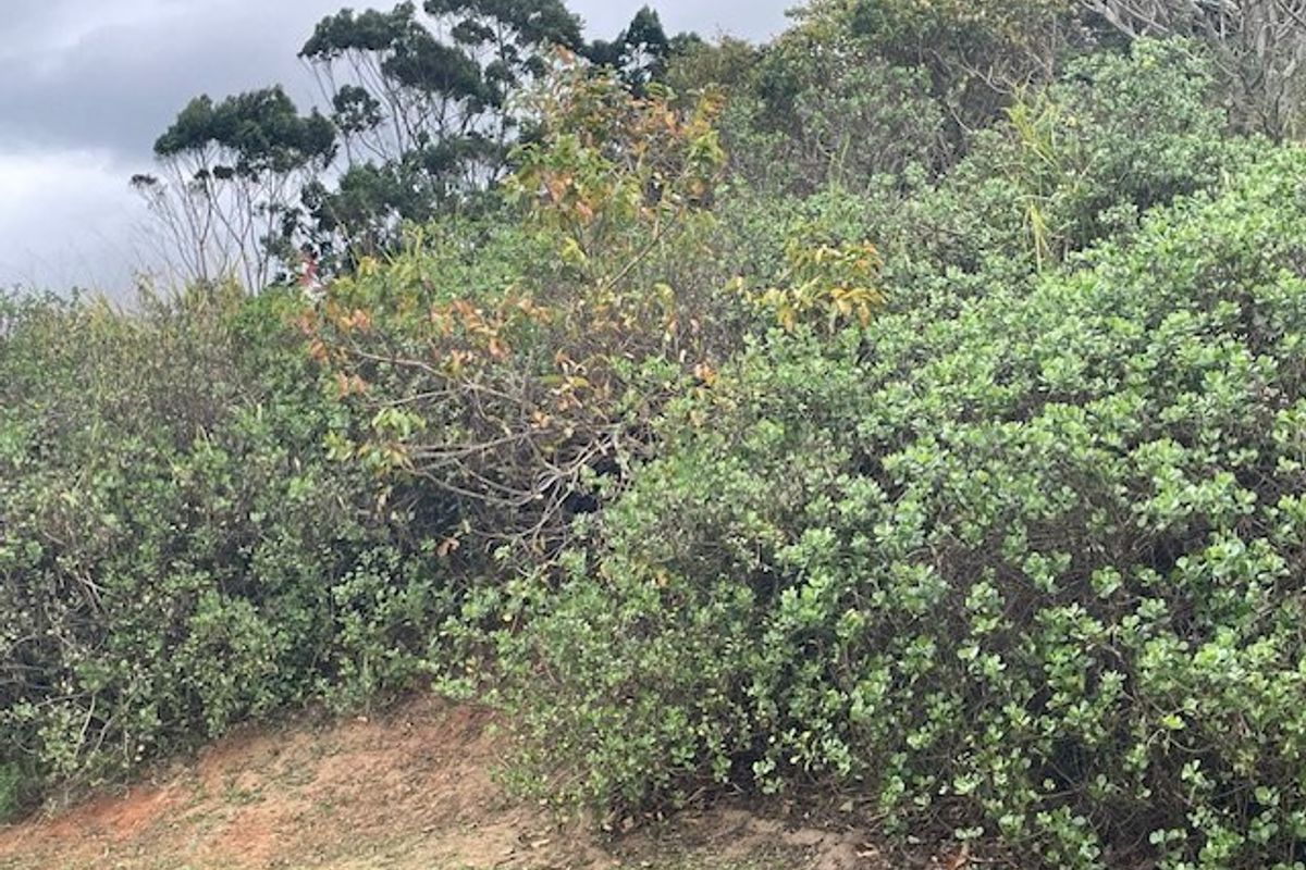 A view of the natural, sloped landscape featuring dense native vegetation and shrubs on the residential property.