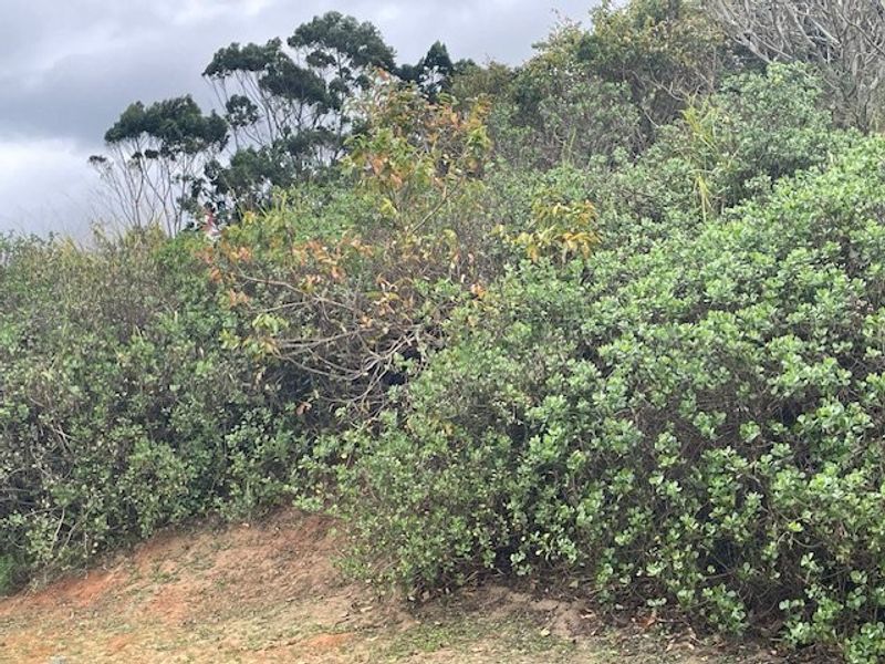A view of the natural, sloped landscape featuring dense native vegetation and shrubs on the residential property.