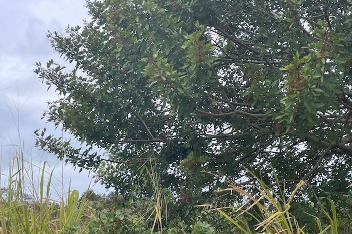 A view of mature trees and wild vegetation on the vacant residential land plot.