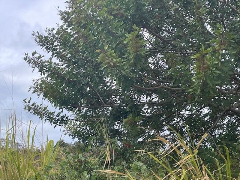 A view of mature trees and wild vegetation on the vacant residential land plot.