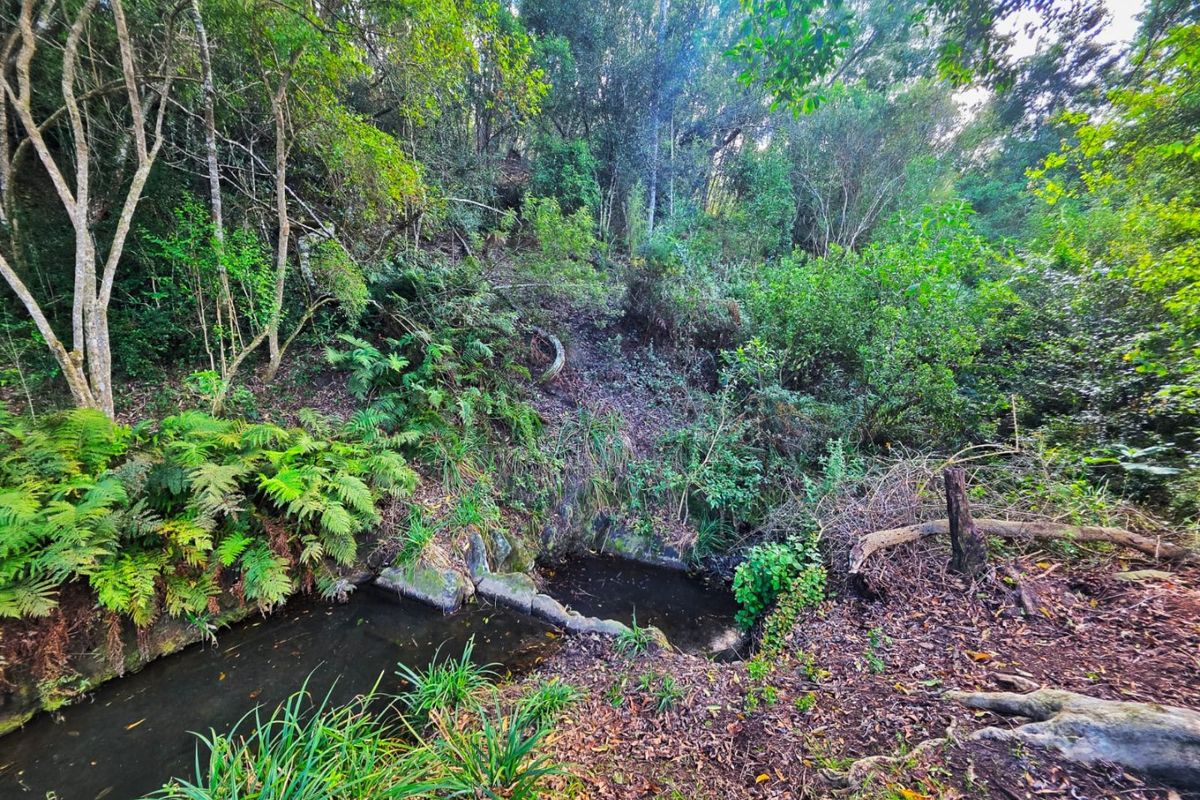 A natural garden setting featuring a small stream with stone edging, surrounded by dense native trees and lush forest vegetation.