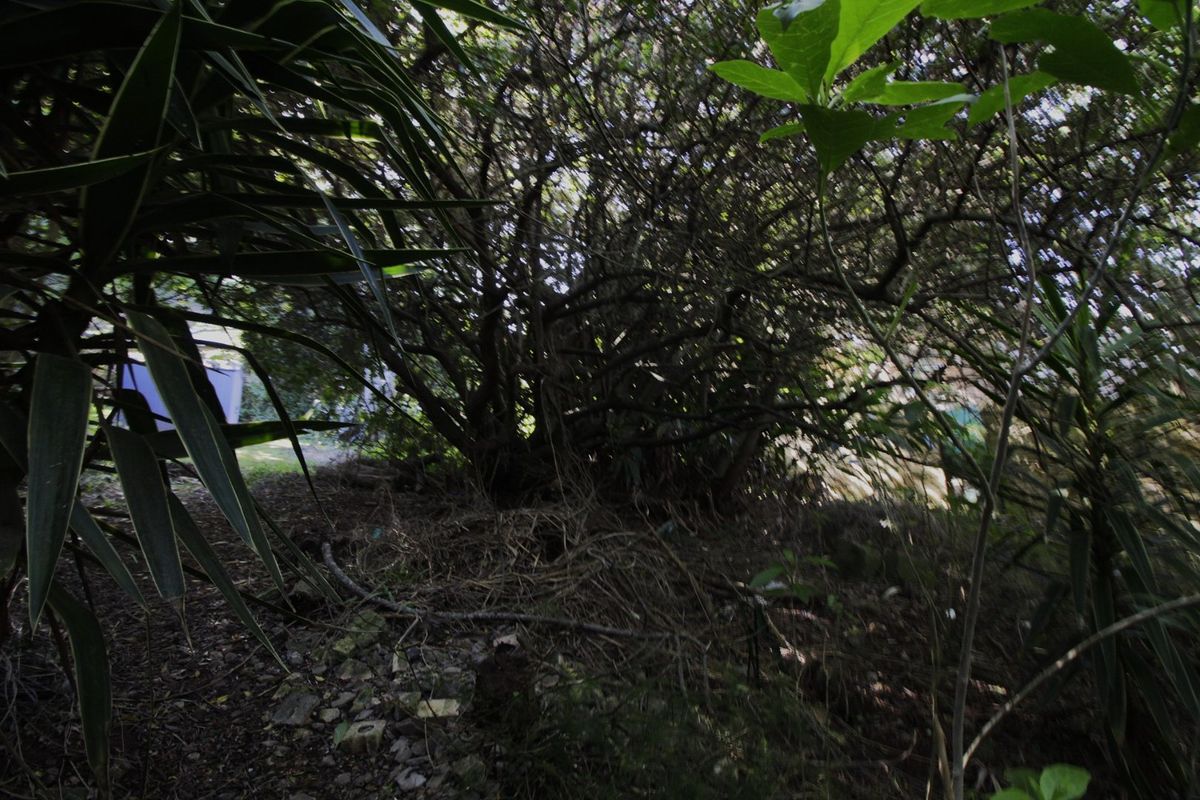 A view of a heavily overgrown residential garden area with dense mature trees and thick vegetation requiring significant clearing.