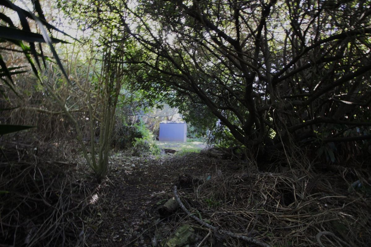 A view of a heavily overgrown garden area featuring mature trees and a small storage shed in the distance.