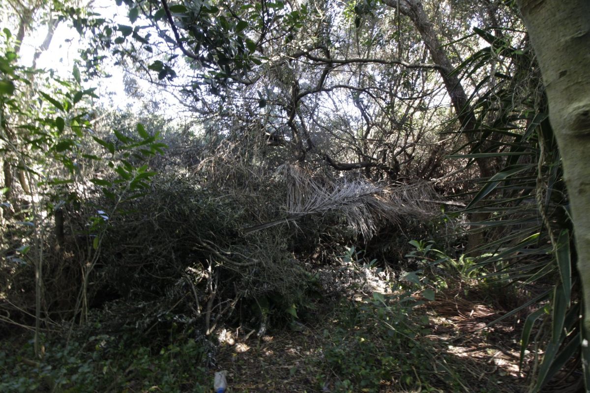 A view of a densely wooded and overgrown garden area with mature trees and significant accumulation of natural debris.