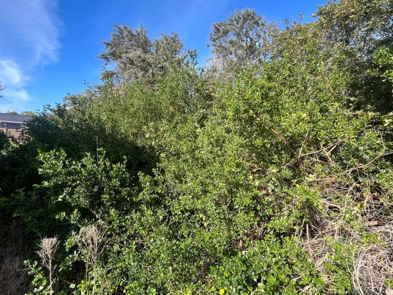 Elegant Coastal Opportunity Vacant Land in Aston Bay Jeffreys Bay - Photo 4