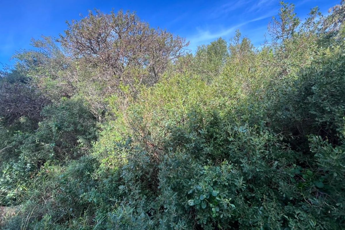 Elegant Coastal Opportunity Vacant Land in Aston Bay Jeffreys Bay - Photo 5