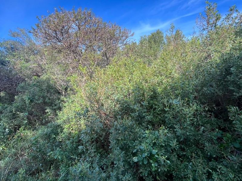 Elegant Coastal Opportunity Vacant Land in Aston Bay Jeffreys Bay - Photo 5