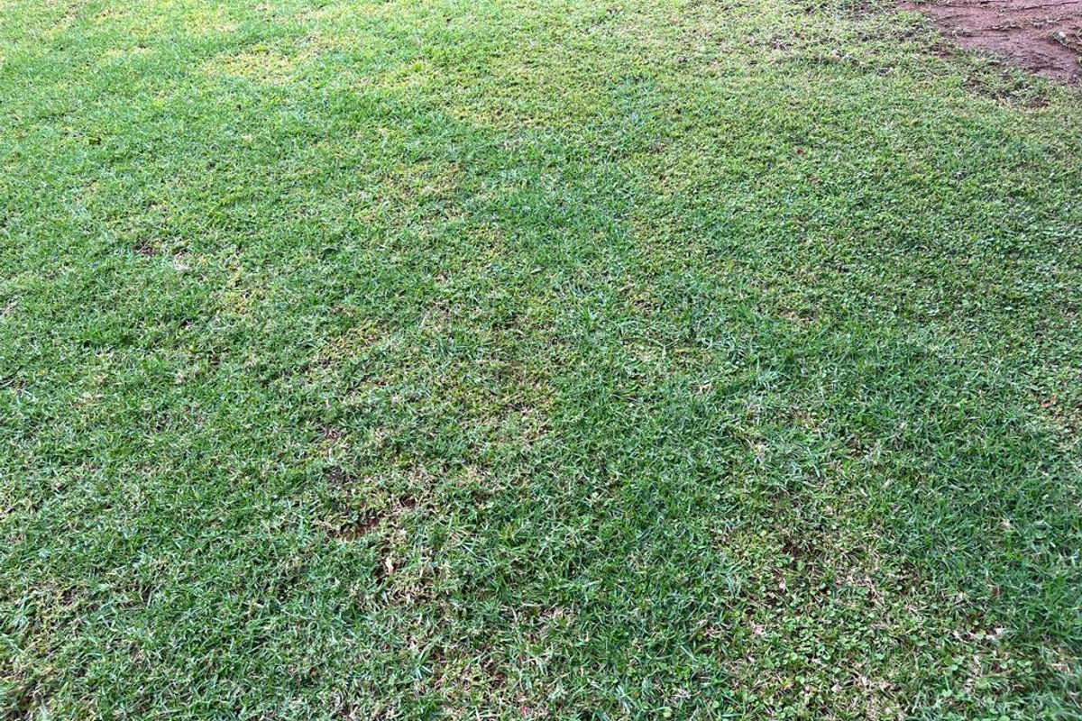 A view of the grass lawn on the residential vacant land plot.