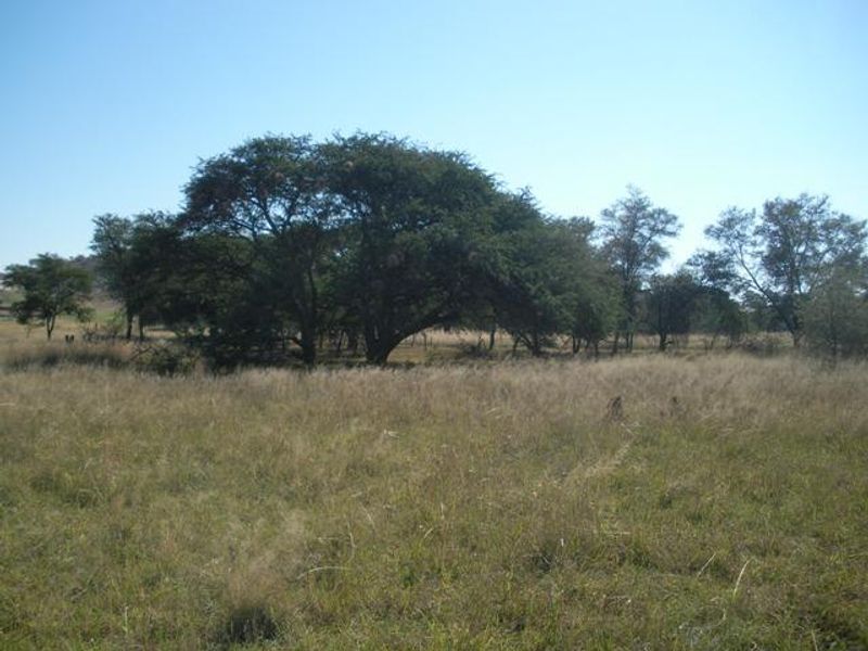 A view of a vacant residential plot featuring natural grassland and mature indigenous trees.