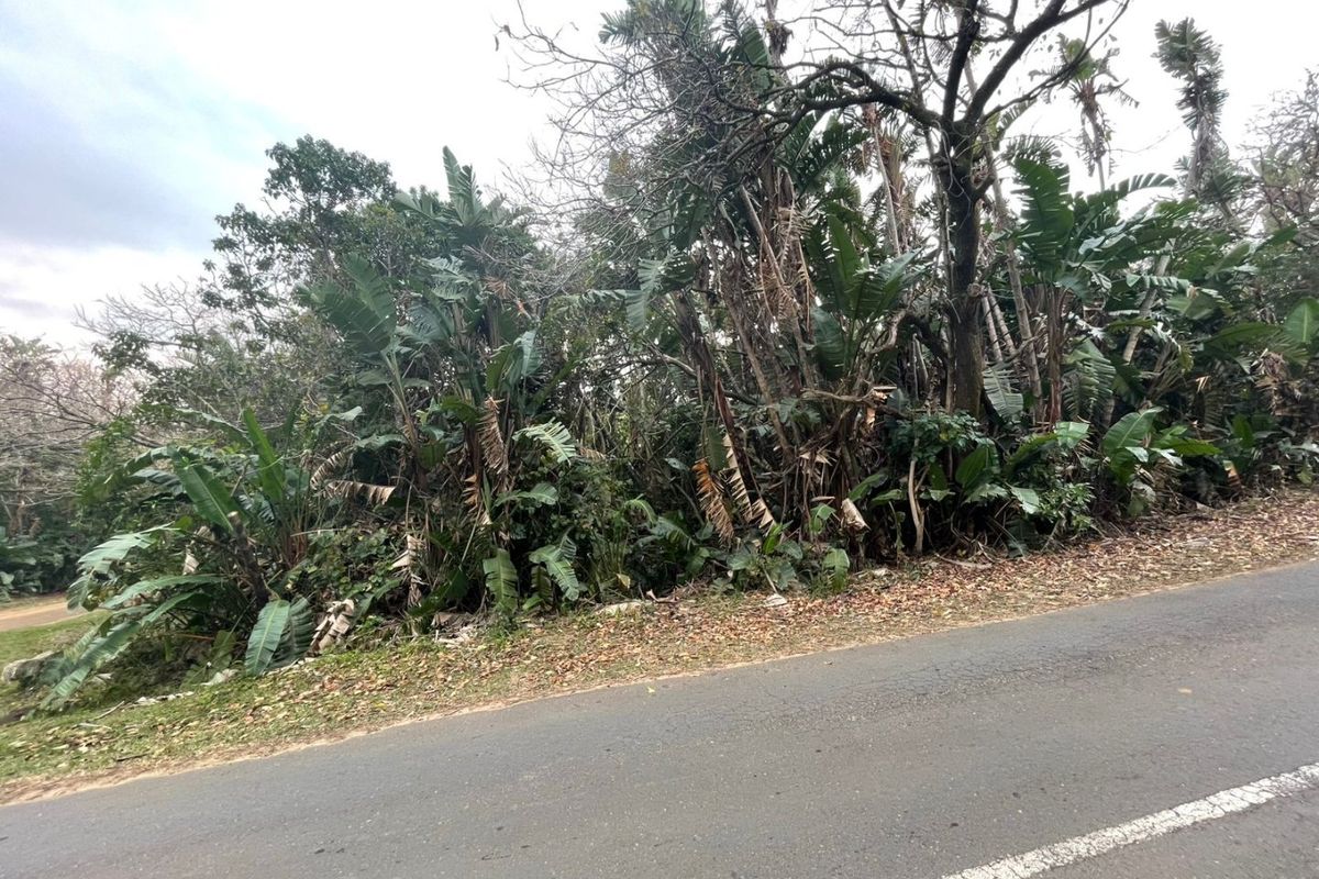 A view of the street frontage showing the asphalt road and dense mature vegetation bordering the vacant residential land.