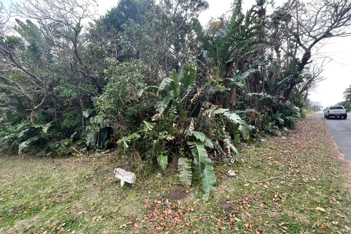 A view of a vacant residential plot featuring dense mature vegetation and indigenous trees along the roadside.