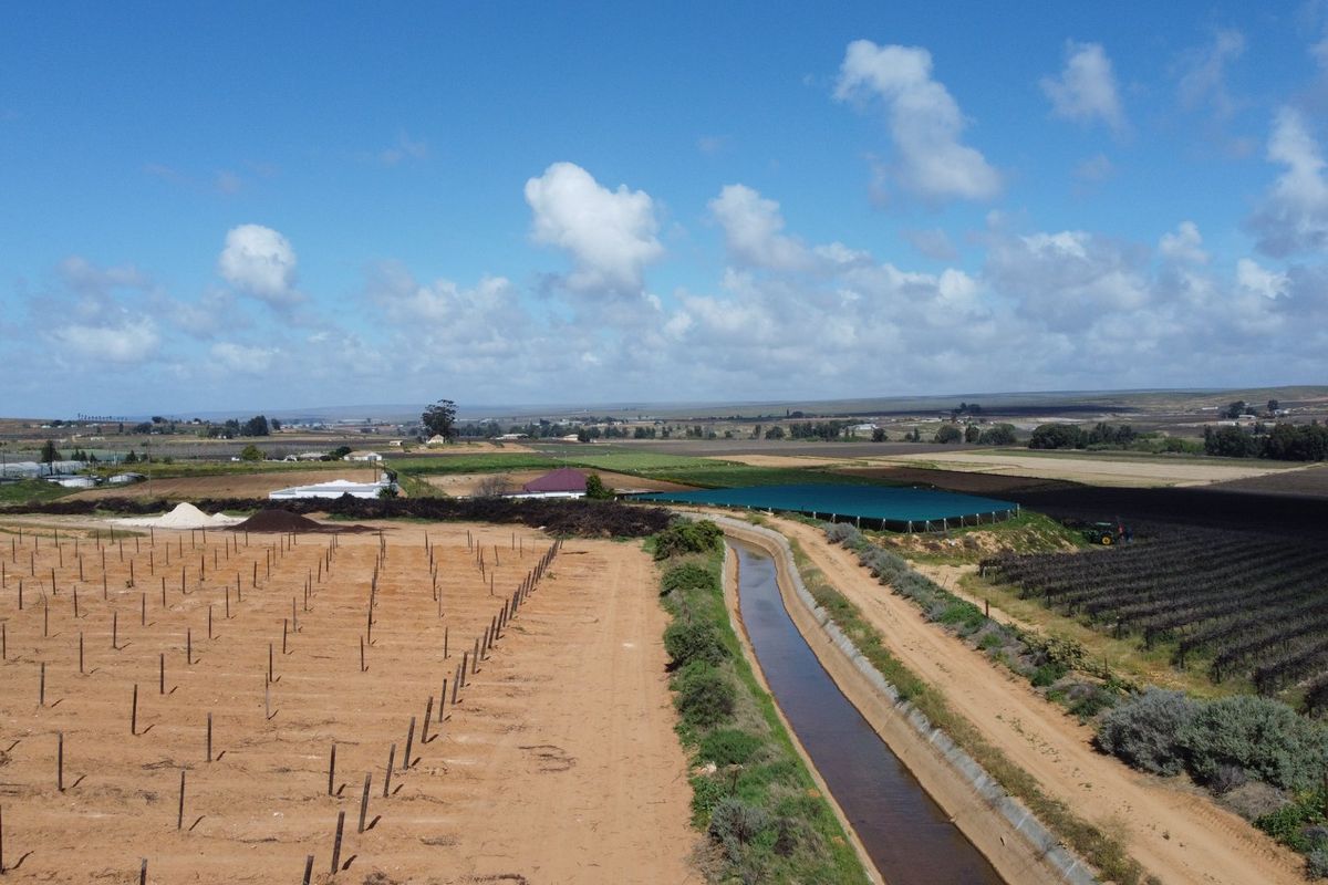 Top producing wine farm For Sale on the banks of the Olifants River. - Photo 5