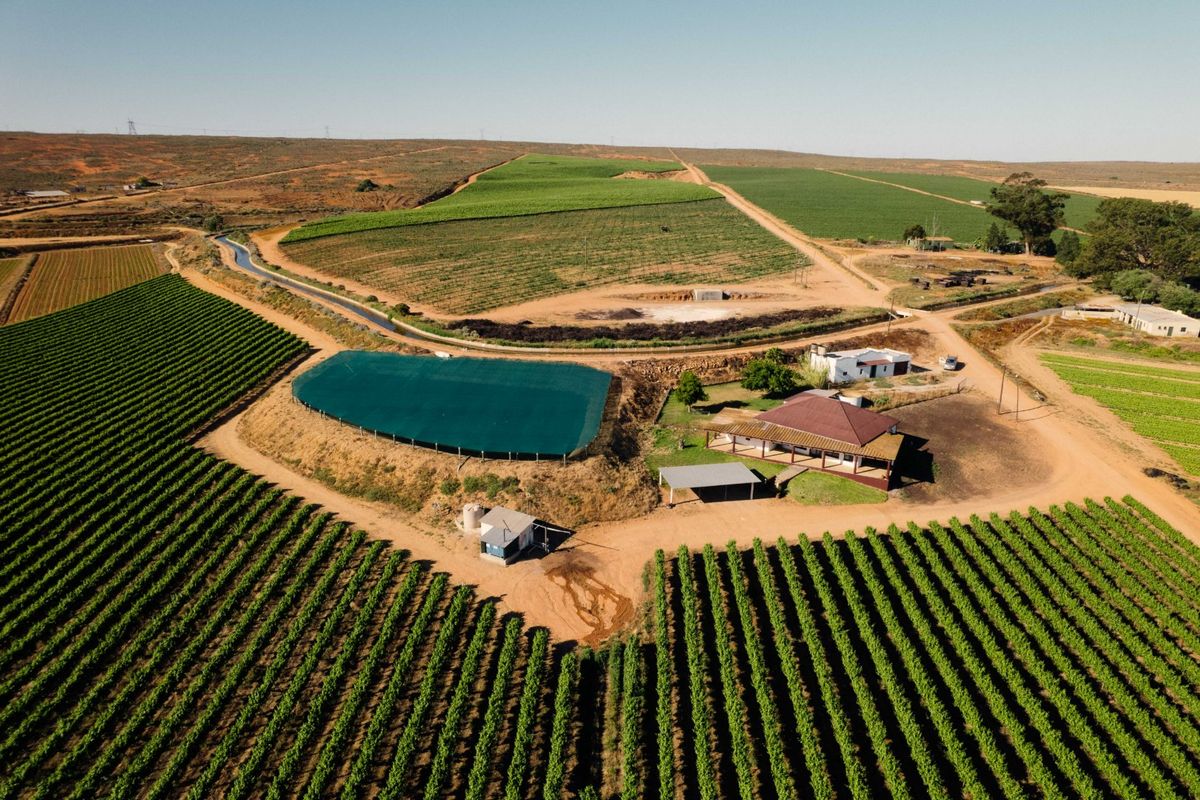 Aerial view of a working farm featuring extensive vineyards, an irrigation dam, a main farmhouse, and various outbuildings set within a rural landscape.