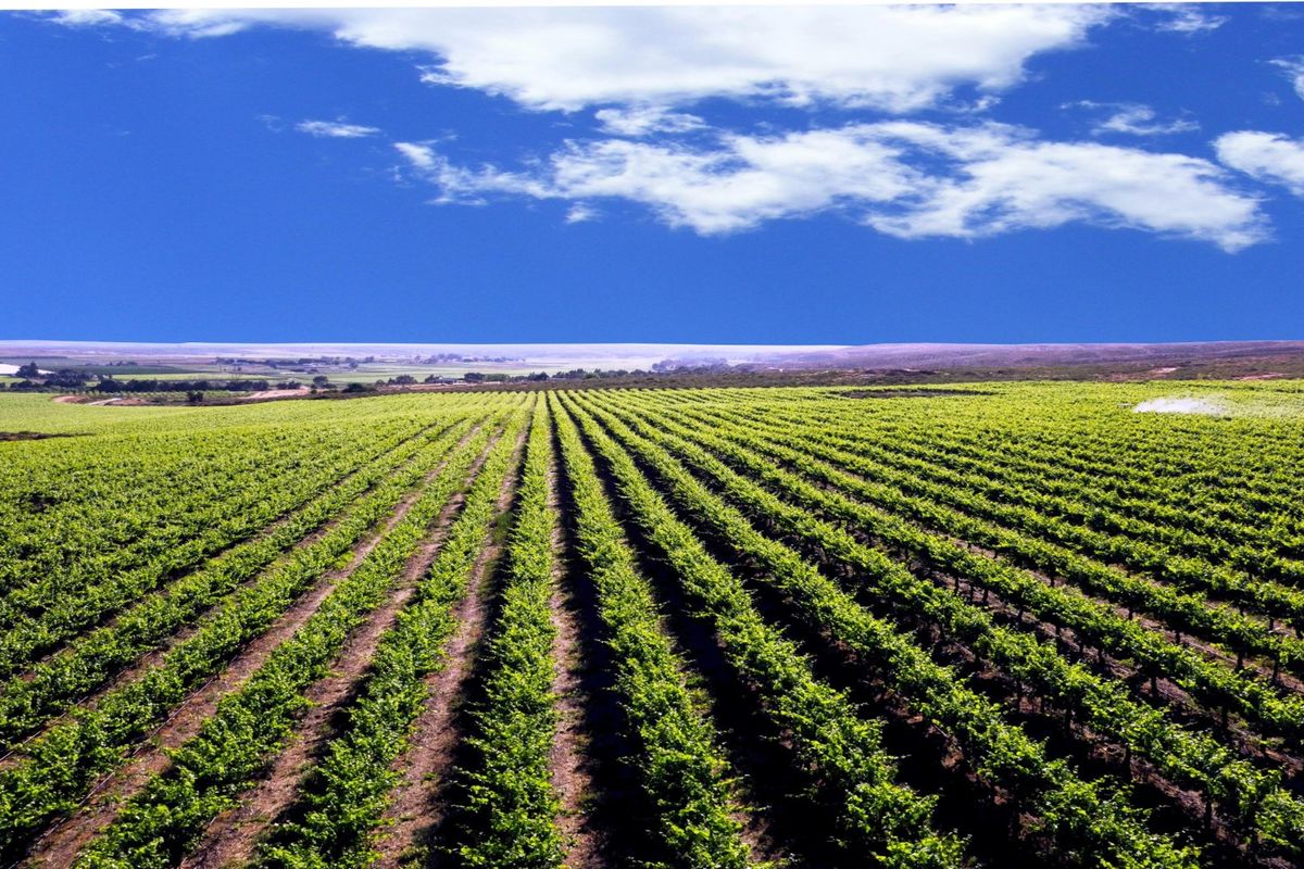 Expansive aerial view of a well-maintained vineyard with structured vine rows and an active irrigation system under a clear blue sky.