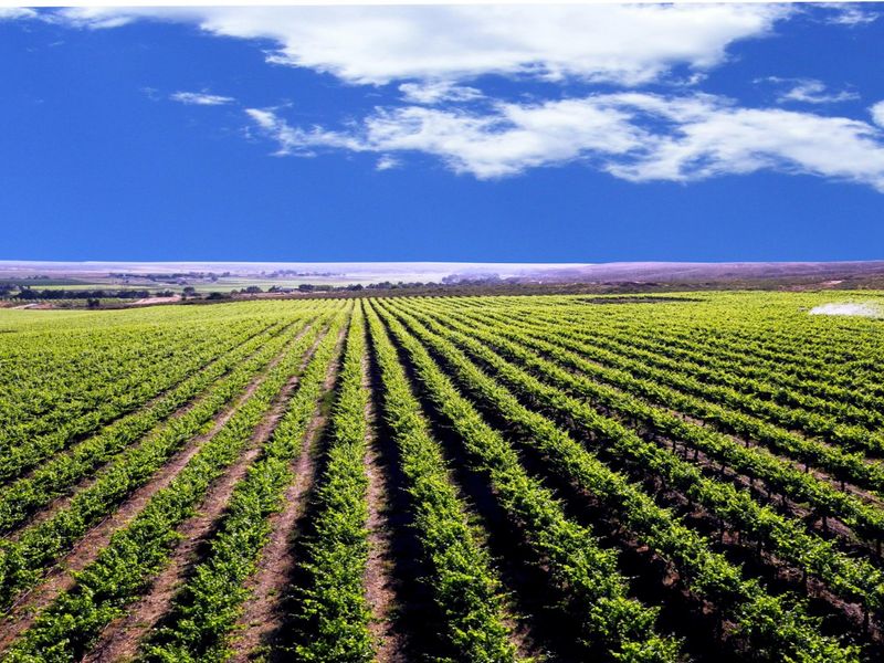 Top producing wine farm For Sale on the banks of the Olifants River. - Photo 2