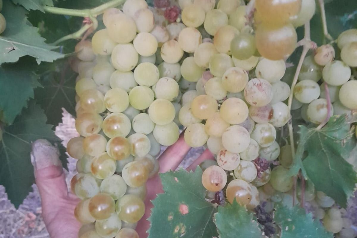 A close-up view of a healthy grapevine cluster, showcasing mature white grapes ready for harvest on a farm property.