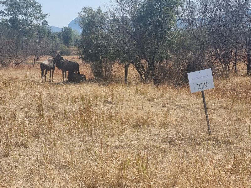 A view of a vacant residential plot featuring natural vegetation and indigenous trees, marked with a property identification sign.