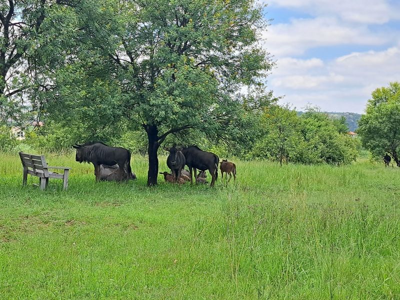 A view of a lush, green residential plot featuring mature trees and open grassland, providing a natural and tranquil setting.
