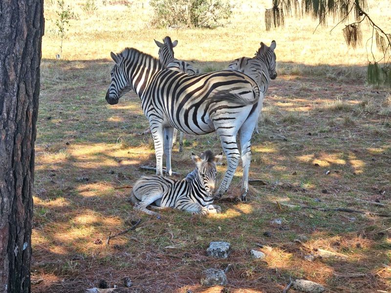 A photograph showing zebras in a natural outdoor setting, which does not depict any residential property features or infrastructure.