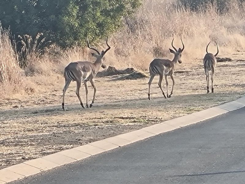 A view of the vacant residential land featuring natural dry grass and local wildlife, adjacent to a paved estate road.