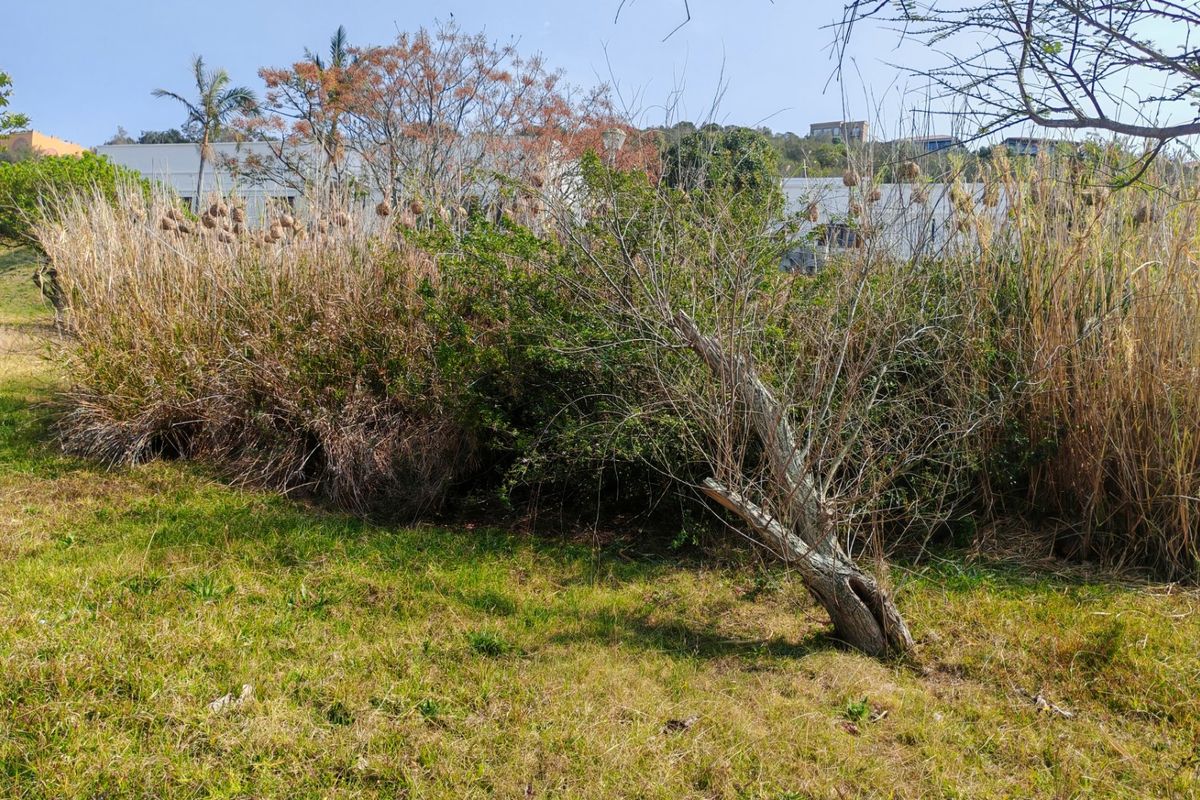 A view of the vacant residential land featuring natural grass and overgrown vegetation, suitable for future landscaping or development.