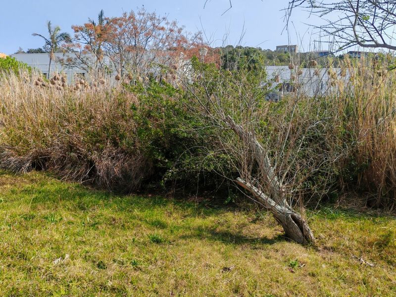 A view of the vacant residential land featuring natural grass and overgrown vegetation, suitable for future landscaping or development.