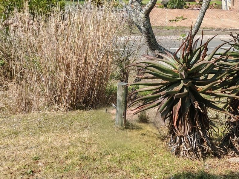 A view of a residential garden area featuring mature aloe plants and overgrown grass, situated near a street boundary.