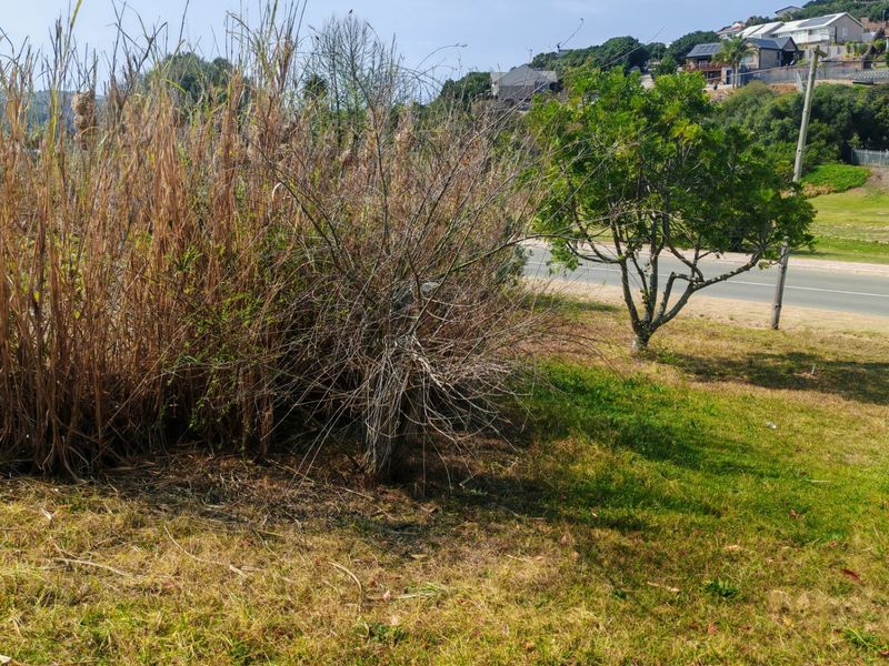 A view of the vacant residential land featuring overgrown grass and shrubs with a road and residential neighborhood in the background.