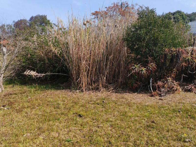 A view of the natural vegetation and established shrubs on the vacant residential land plot.