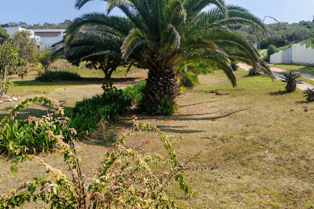 A well-maintained residential garden featuring a large mature palm tree, established garden beds, and a perimeter boundary wall.