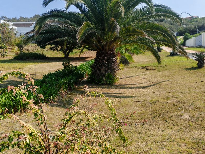 A well-maintained residential garden featuring a large mature palm tree, established garden beds, and a perimeter boundary wall.