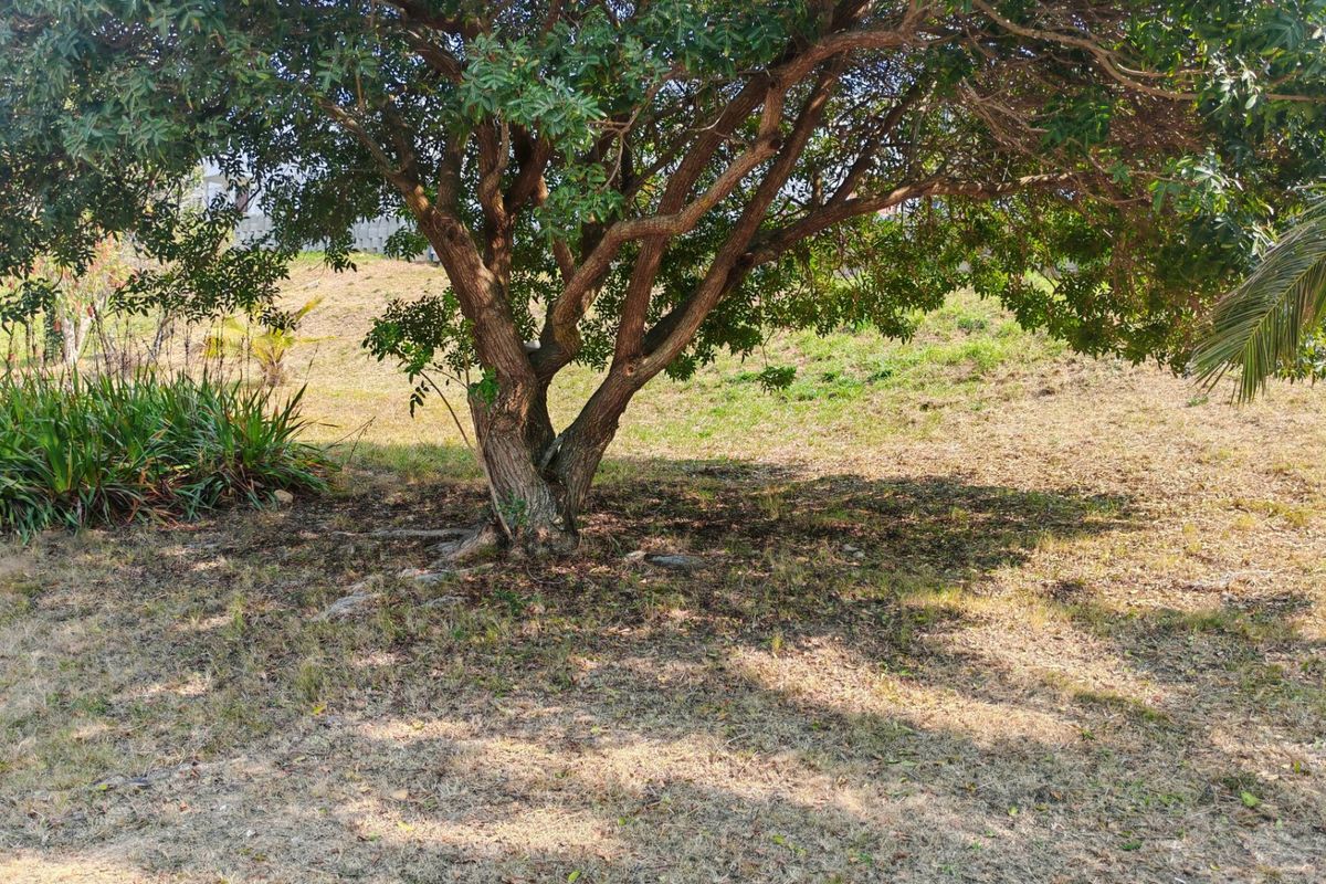 A view of a residential vacant land plot featuring a large mature tree and established garden vegetation.