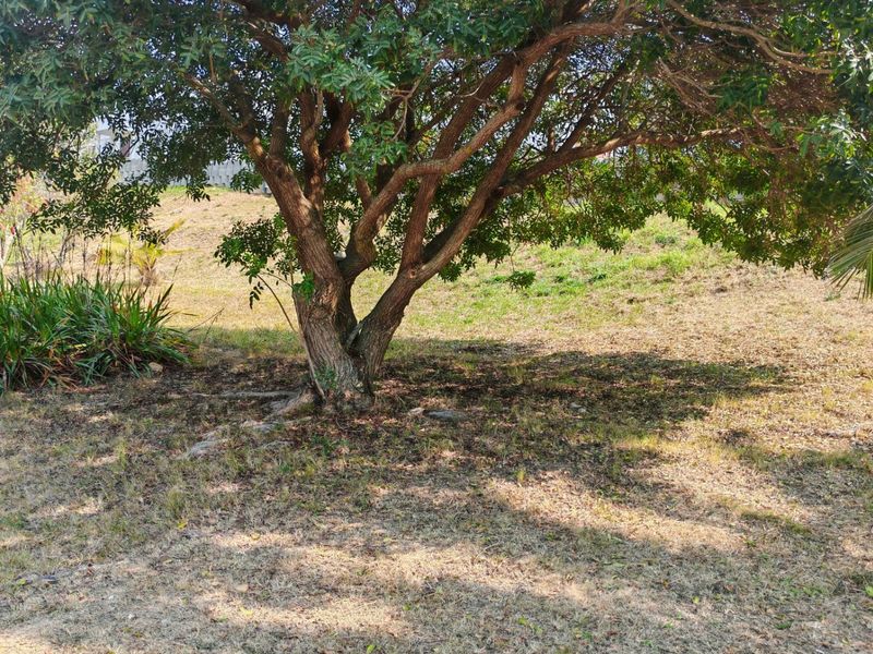 A view of a residential vacant land plot featuring a large mature tree and established garden vegetation.