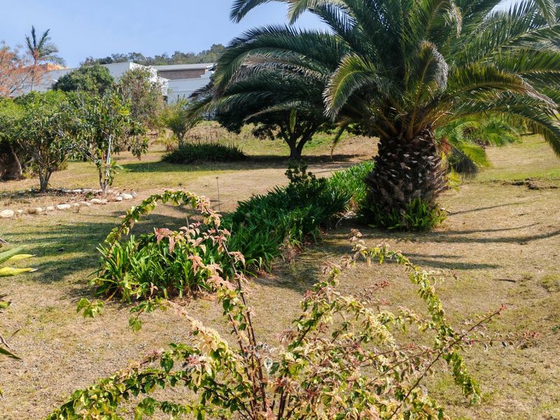 A well-established residential garden featuring a large mature palm tree and various landscaped garden beds on a vacant residential plot.